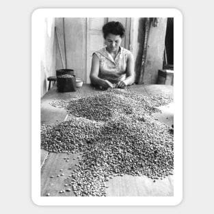 Vintage photo of woman sorting coffee Sticker